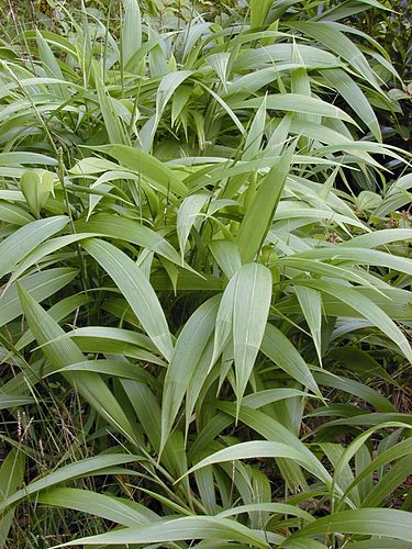 Setaria palmifolia